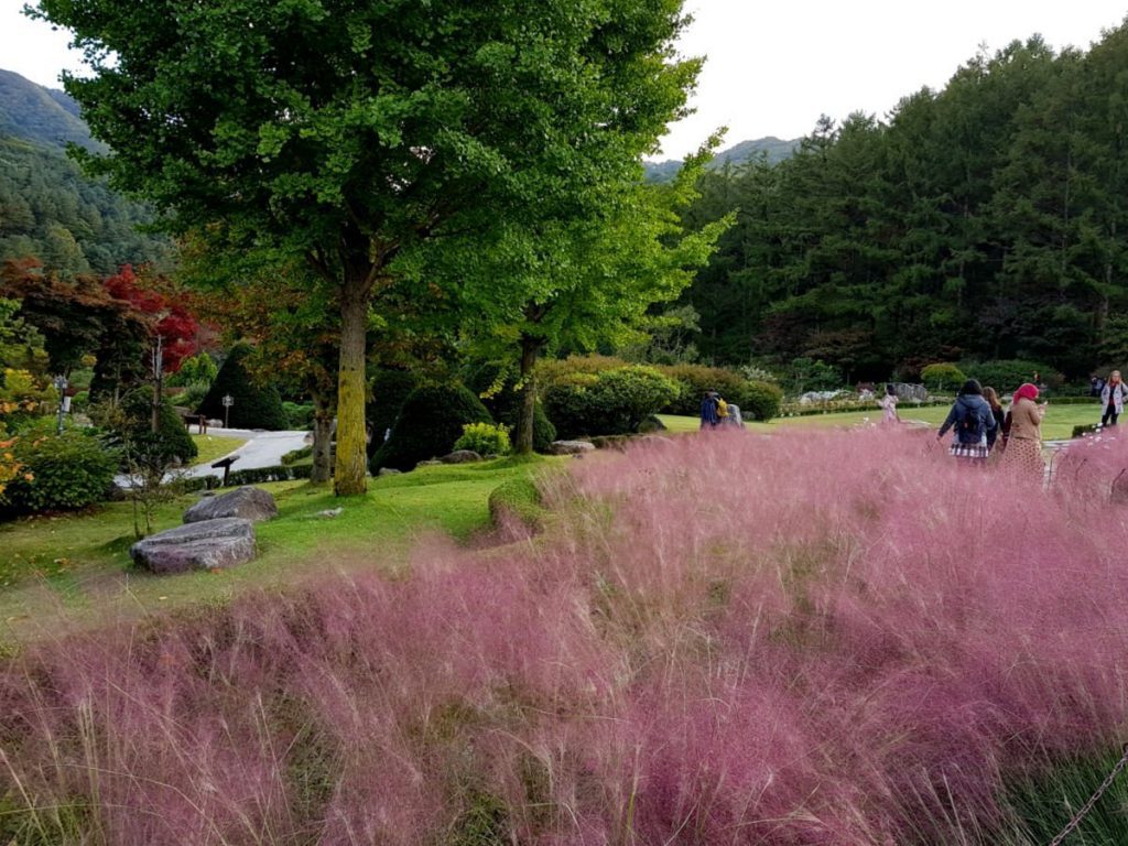 Pink Muhly Grass in bloom in The Garden of Morning Calm