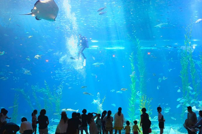 Aqua Planet Aquarium on Jeju Island