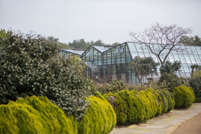 Camellia Hill Botanical Garden on Jeju Island