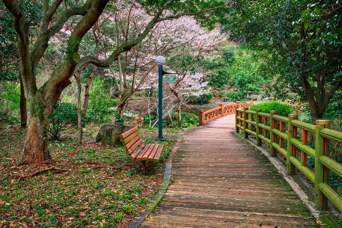 Cherry Blossoms on the Jeju Olle Trail